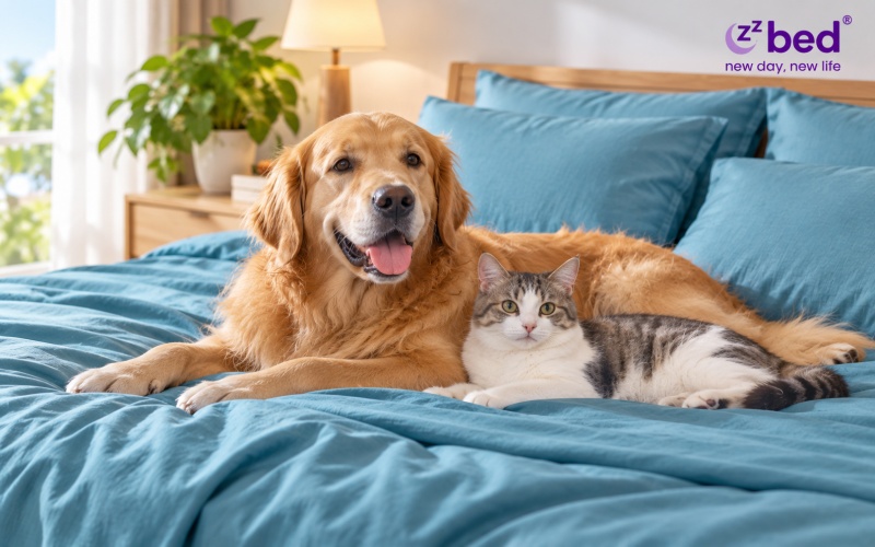 Tần suất giặt ga giường khi nuôi thú cưng và cho thú cưng lên giường